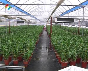 沭陽花木大世界