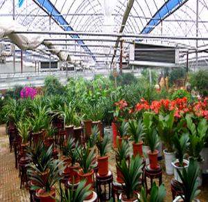 江蘇沭陽花木基地